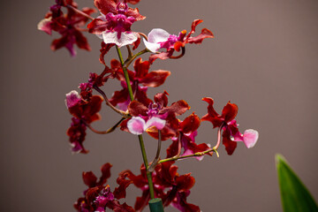 Orchideen Phalaenopsis exotische Blüten 