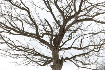 silhouette of a tree