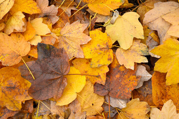 Naklejka na ściany i meble Bed of fallen leaves of maple tree