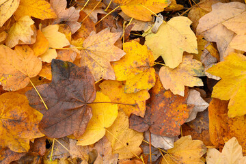 Bed of fallen leaves of maple tree