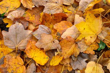 Bed of fallen leaves of maple tree