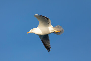 Gaviota patiamarilla​ (Larus michahellis) volando sobre un cielo azúl. Tarragona, Mar Mediterráneo, Cataluña, España, Europa.