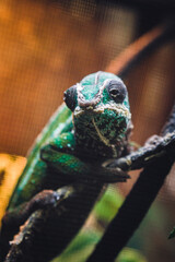 chameleon on a branch
