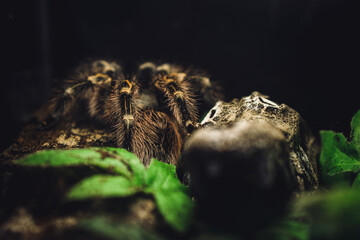 tarantula on a rock