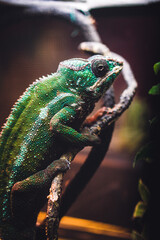 chameleon on a branch
