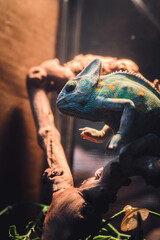 chameleon on a branch