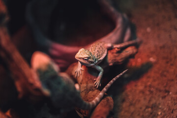 lizard on a branch