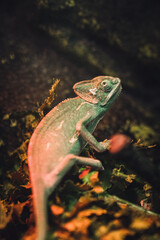 green lizard on a tree