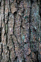 bark of a tree