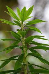 close up of a green leaves