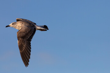 Jovén gaviota patiamarilla​ (Larus michahellis) volando sobre un cielo azúl. Tarragona, Mar Mediterráneo, Cataluña, España, Europa.