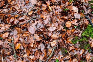 autumn leaves on the ground