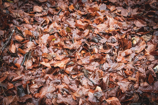 background of dried leaves