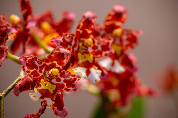 Orchideen, Blüten, Pflanzen