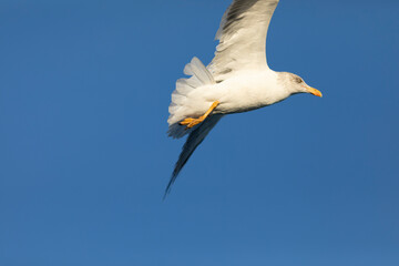 Gaviota patiamarilla​ (Larus michahellis) volando sobre un cielo azúl. Tarragona, Mar Mediterráneo, Cataluña, España, Europa.