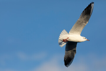 Gaviota reidora​ (Chroicocephalus ridibundus) en vuelo sobre un cielo azúl. Tarragona, España,...