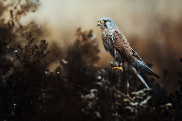 Kestrel (Falco tinnunculus) detail portrait