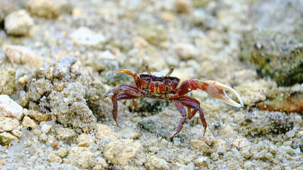 Crab