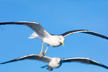 Dos (2) gaviotas sombrías (Larus fuscus) volando sobre un cielo azúl. Tarragona, España, Mar Mediterráneo.