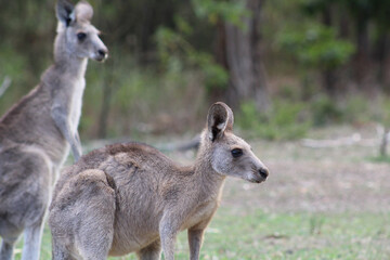 Kangaroos
