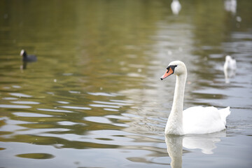swan on the lake