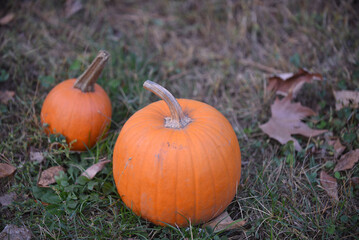 Fototapeta premium pumpkin on the grass