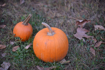 pumpkin on the grass