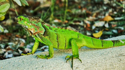 Lizard in the Florida Keys