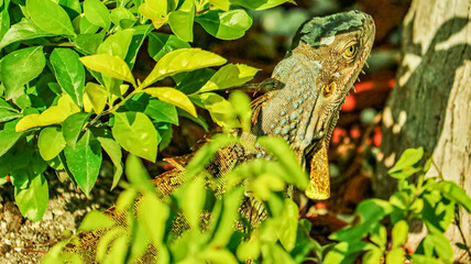 Lizard in the Florida Keys