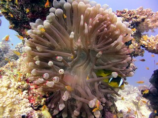Obraz na płótnie Canvas red sea clown fish anemone