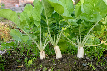 closeup the bunch ripe white radish with green plant and leaves growing in the farm over out of focus green brown background.