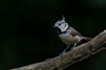 European Crested Tit or simply crested tit (Lophophanes cristatus) sitting on a branch  in the forest in the Netherlands