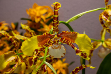 Orchideen, Blüten