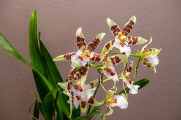 Orchideen, Blüten