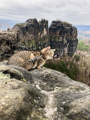 Cat in the mountains with rocks in the background