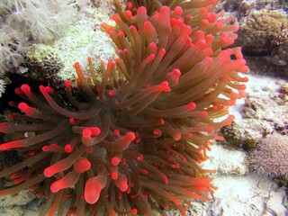red sea clown fish anemone