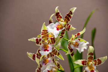 Fototapeta premium Weiß-braune Odontoglossum-Blüten an einer Rispe in Nahaufnahme