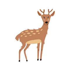 Fototapeta premium Cute Deer