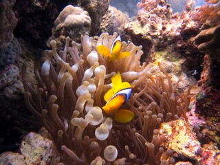 Fototapeta na wymiar red sea clown fish anemone