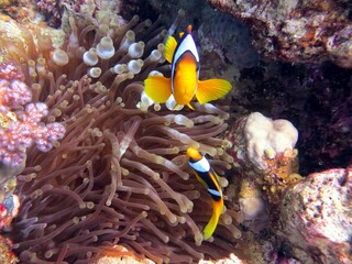 red sea clown fish anemone