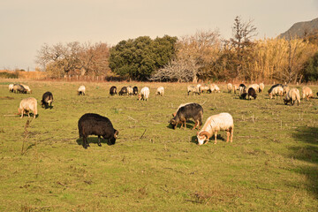 Obraz premium Moutons au pré en Corse