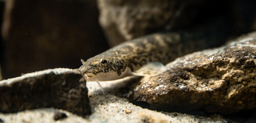 Stone loach (Barbatula barbatula) close-up