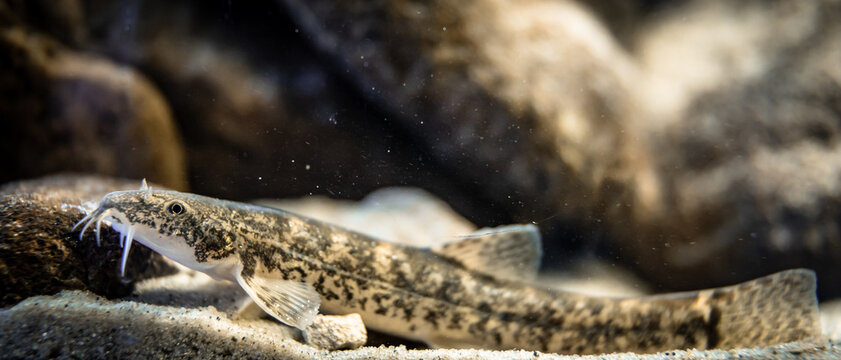 Stone loach (Barbatula barbatula) close-up