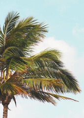 Fototapeta na wymiar Palmtree in Thailand 