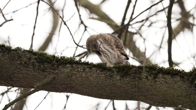 Eurasian pygmy owl (Glaucidium passerinum) in mountain spruce forest