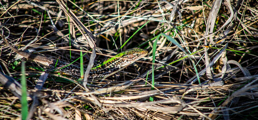 Beautiful male Balkan wall lizard (Podarcis tauricus) in dry grass