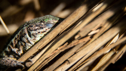 Beautiful male Balkan wall lizard (Podarcis tauricus) sleeping in dry grass, close-up
