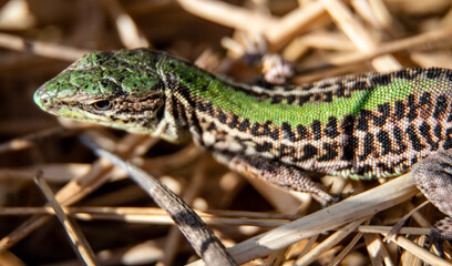 Naklejka premium Beautiful male Balkan wall lizard (Podarcis tauricus) in dry grass, close-up