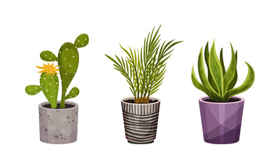 Houseplant or Indoor Plant with Stem and Leaf in Ceramic Pots Growing Vector Set