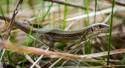 Young European green lizard (Lacerta viridis) in the grass, close-up
